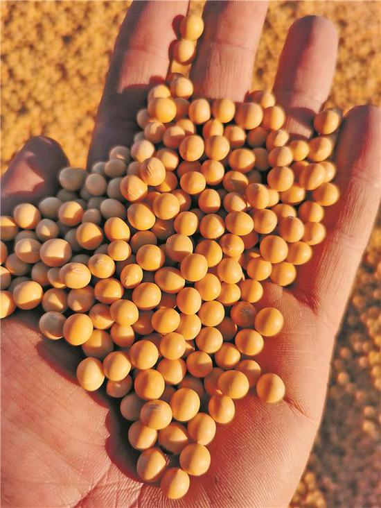 优质的黑龙江地产大豆。（省大豆协会供图）