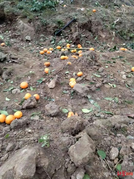 光明网：县政府强铲农民沃柑被判违法 别只是赔偿了事