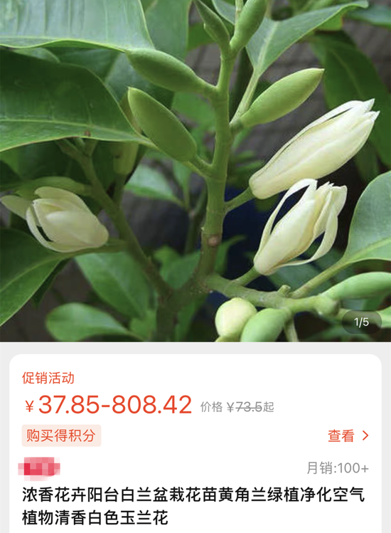 3·15调查|大葱兰长出来竟是大葱！网购鲜花套路深