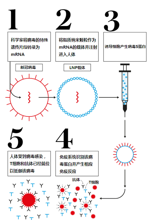 揭秘马斯克“瞄准”的mRNA技术：从新冠疫苗出发 或将颠覆行业