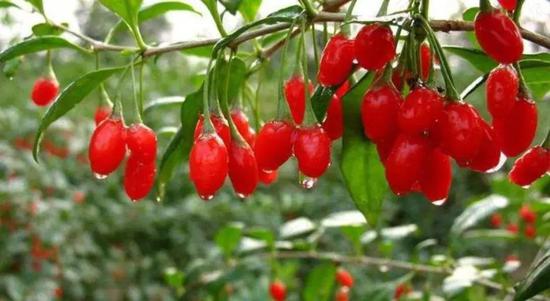 A股枸杞第一股：沃福百瑞 大客户依赖是主要问题