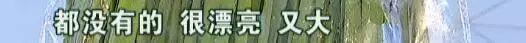 检测结果:农药超标