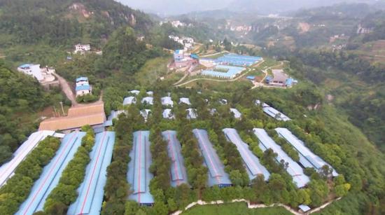 重庆银保联手推出三种模式 破解生猪活体抵押贷款难