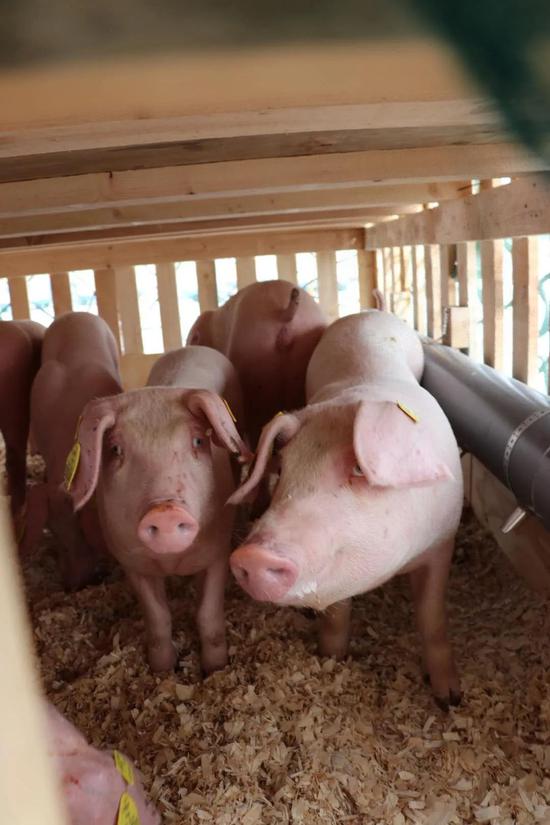 九成以上从国外引种扩繁 别让本土猪绝种了