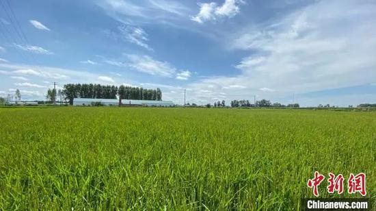 资料图：黑龙江省水稻已进入灌浆期。王妮娜 摄
