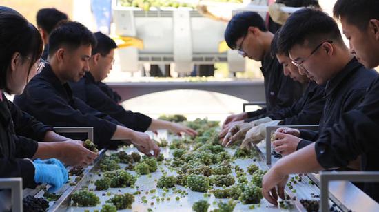 上半年业绩集体“腰斩” 国产葡萄酒能否迎来转机