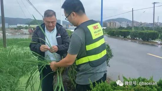 浙江人保财险农险专家廖维海在台州椒江受灾一线指导查勘工作