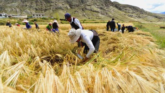 西藏尼木县，农牧民在收割粮食。