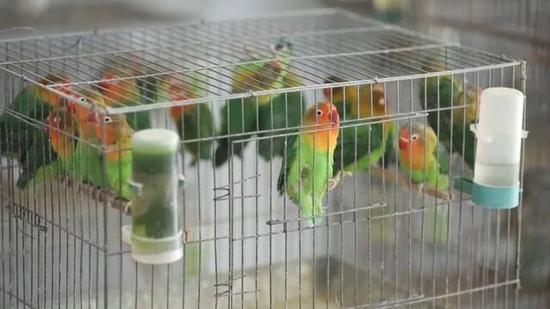 光明时评：商丘鹦鹉养殖陷非法困局 当务之急和长远之计都要有解