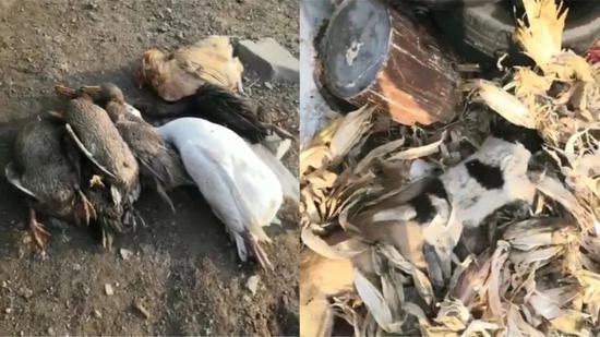 村民在事发地附近发现的家禽和小狗尸体