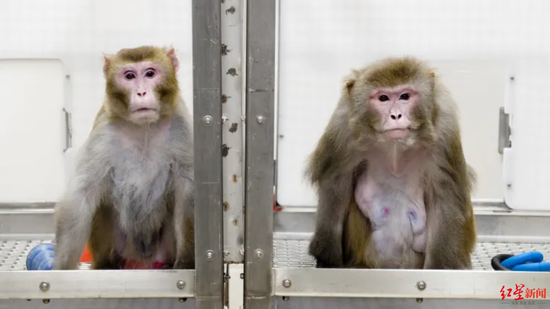 ↑被用于实验的两只猴子