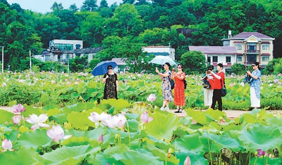 7月1日，湖南省湘潭市湘潭县花石镇湘莲特色产业园成片荷花争相绽放，吸引各地游客慕名前来赏花游玩。近年来，该镇开发万亩湘莲基地等独特农业风光，形成了“赏荷之旅”休闲观光路线，带动乡村旅游。方 阳摄（人民视觉）