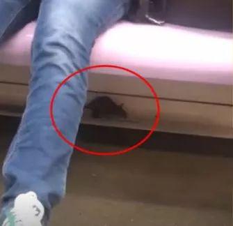 一只老鼠逼停一架客机 祥鹏航空回应：第一次遇到