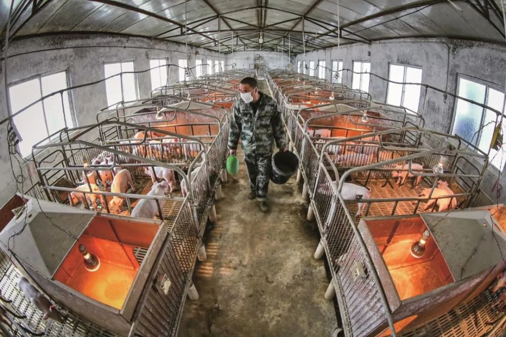 2020年2月，四川遂宁市的一处优质种猪繁育基地。图/中新