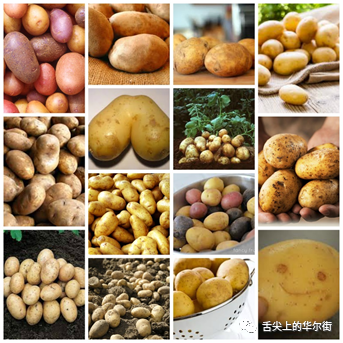 （图4-08：种类繁多的马铃薯）