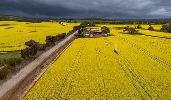 澳大利亚油菜田。社交媒体