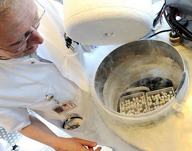 ↑荷兰阿姆斯特丹，技术人员打开装着女性冷冻卵子的容器。