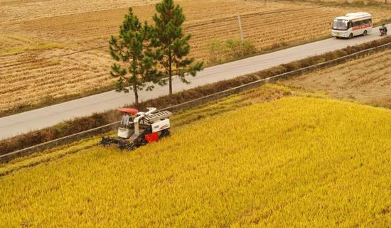 △农民收割超级稻。