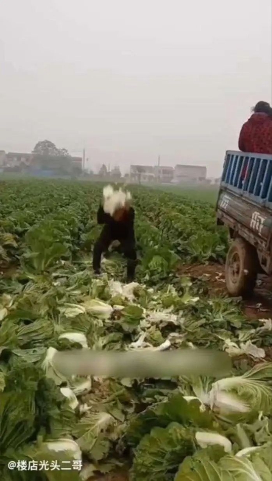 ▲摆拍的“白菜滞销农民大哭”视频。截图来自社交媒体