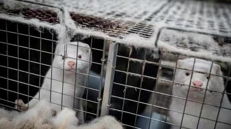 法国发生首起水貂新冠感染事件