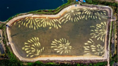 7月逾196吨厄瓜多尔白虾未获入境 新添山西、山东济南两地禁售