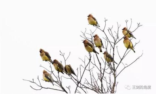 （图片来自百度图片）