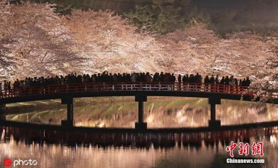 资料图：日本青森县弘前公园的樱花树。图片来源：ICphoto 版权作品 请勿转载