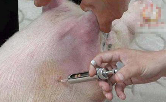 生猪注水新花样曝光一针下去可锁住5斤水分