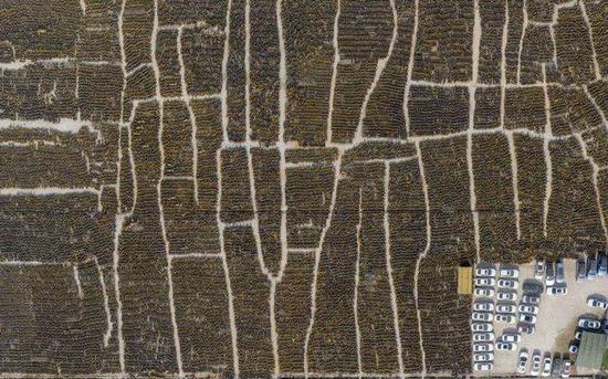 共享电单车也“堆积” 还要吃一遍共享单车“车海战术”的苦？