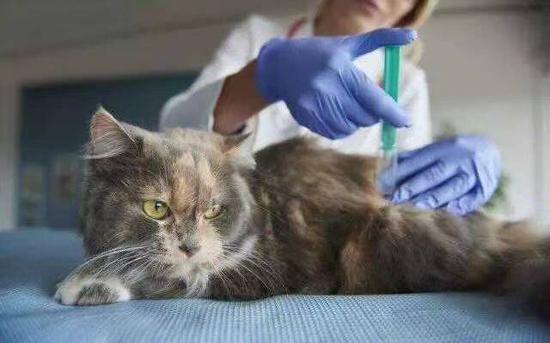 政协委员提议宠物携带