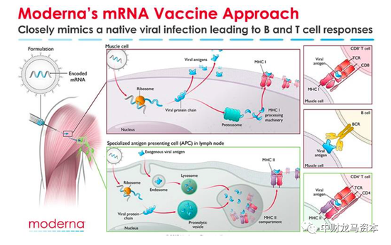 图表：Moderna mRNA-1273作用原理 | 资料来源：Moderna，东兴证券