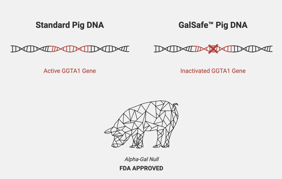 Revivicor公司的Galsafe猪敲除了人体免疫排斥的猪基因|来源:Revivicor官网