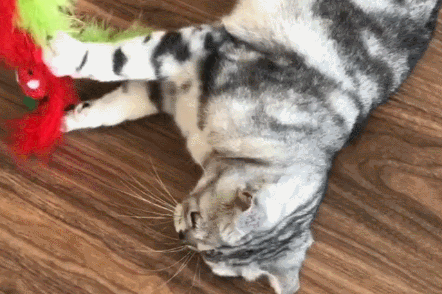 报告：2019全国城镇养宠达6120万人 宠物猫市场规模为780亿