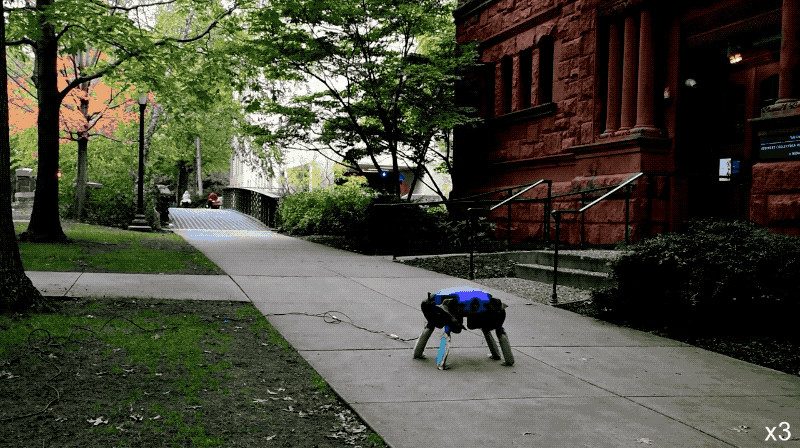 ▲兩棲機器龜在耶魯大學校園里爬行