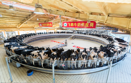 继蒙牛、伊利之后飞鹤又有大动作 拟入主原生态牧业