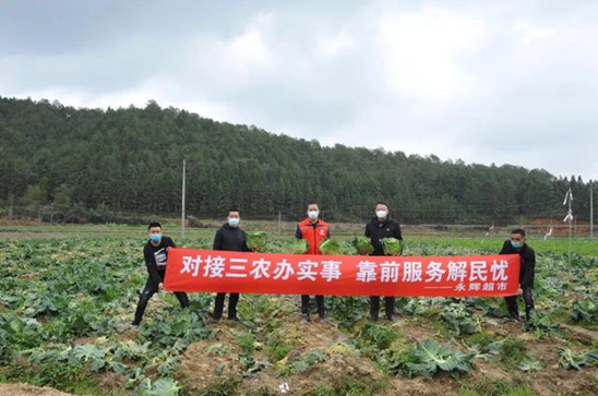 永辉采购团队在田间直采高丽菜