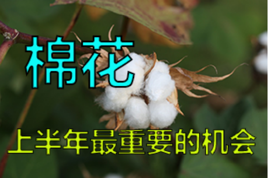 【中粮视点】棉花:上半年最重要的机会_新浪财经_新浪网