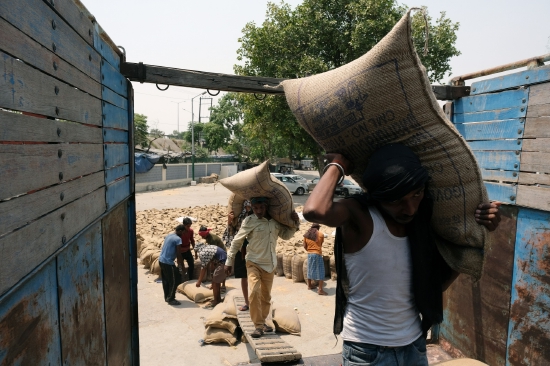 4月份，印度旁遮普邦的粮食市场，工人们往卡车上装运小麦