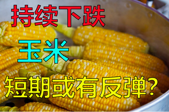 玉米持续下跌,短期或有反弹?