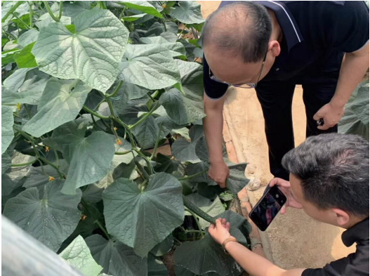 永辉工作人员深入田间地头调研