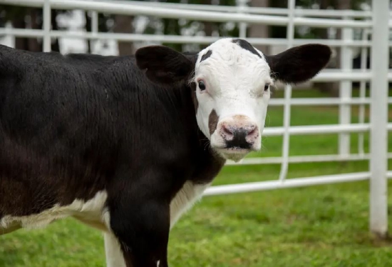 美国批准转基因牛肉最快两年内上市