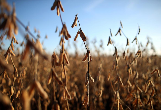 2018年4月16日，阿根廷Carlos Casares，农场里的大豆作物。REUTERS/Agustin Marcarian