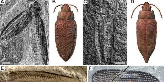 二叠纪甲虫代表性化石及复原图