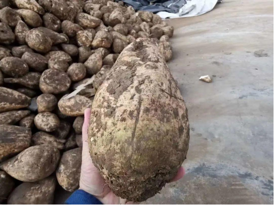 收获后的甜菜根（前期调研图片）