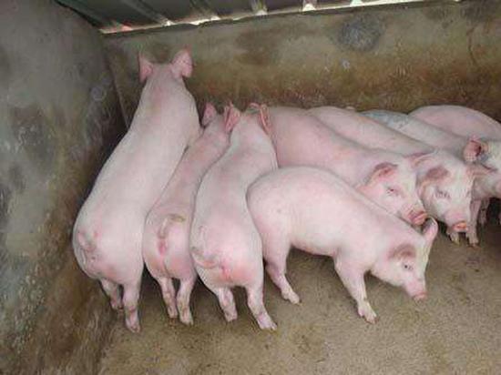 农业农村部印发关于进一步加强生猪屠宰监管的通知