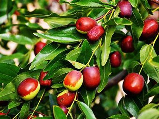 期市收评：红枣涨逾3% 双焦价格难改弱势