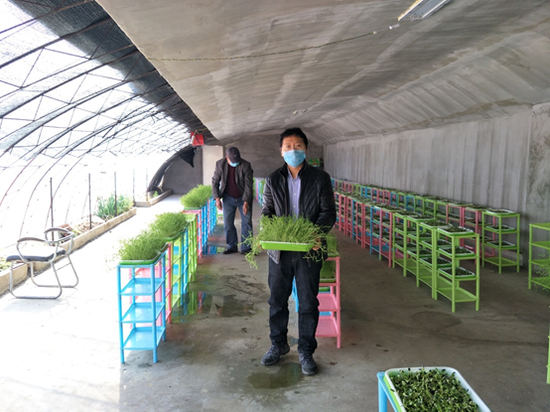 (高凤岩组织成立无土栽培芽苗菜生产车间)