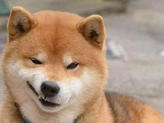 视频 狗狗大爱bark Box 宠物玩具公司bark股价被低估 新浪财经 新浪网