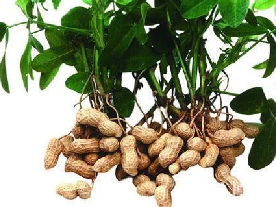 菜籽油和花生期权将于8月26日在郑商所上市