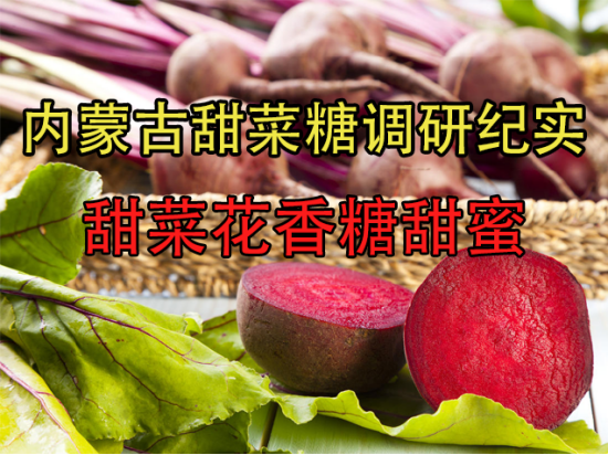 内蒙古甜菜糖调研纪实：大青山下甜菜花香糖甜蜜